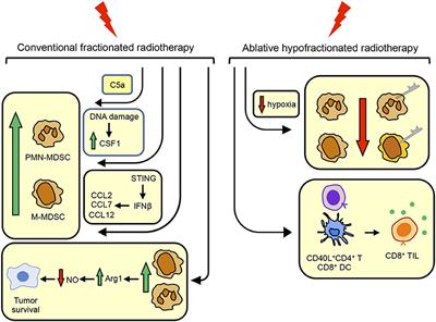 Radiotherapy Both Promotes and Inhibits Myeloid-Derived Suppressor Cell Function: Novel Strategies for Preventing the Tumor-Protective Effects of Radiotherapy